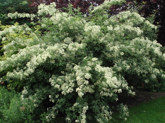 Sambucus nigra 'Pulverulenta' fleur P18